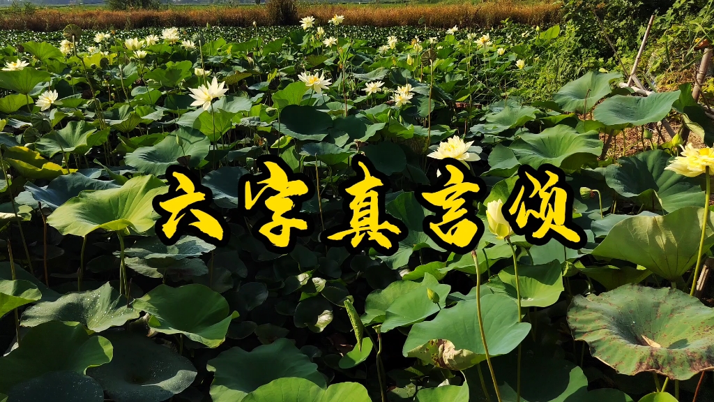 佛教音乐《六字真言咒》希望您喜欢！