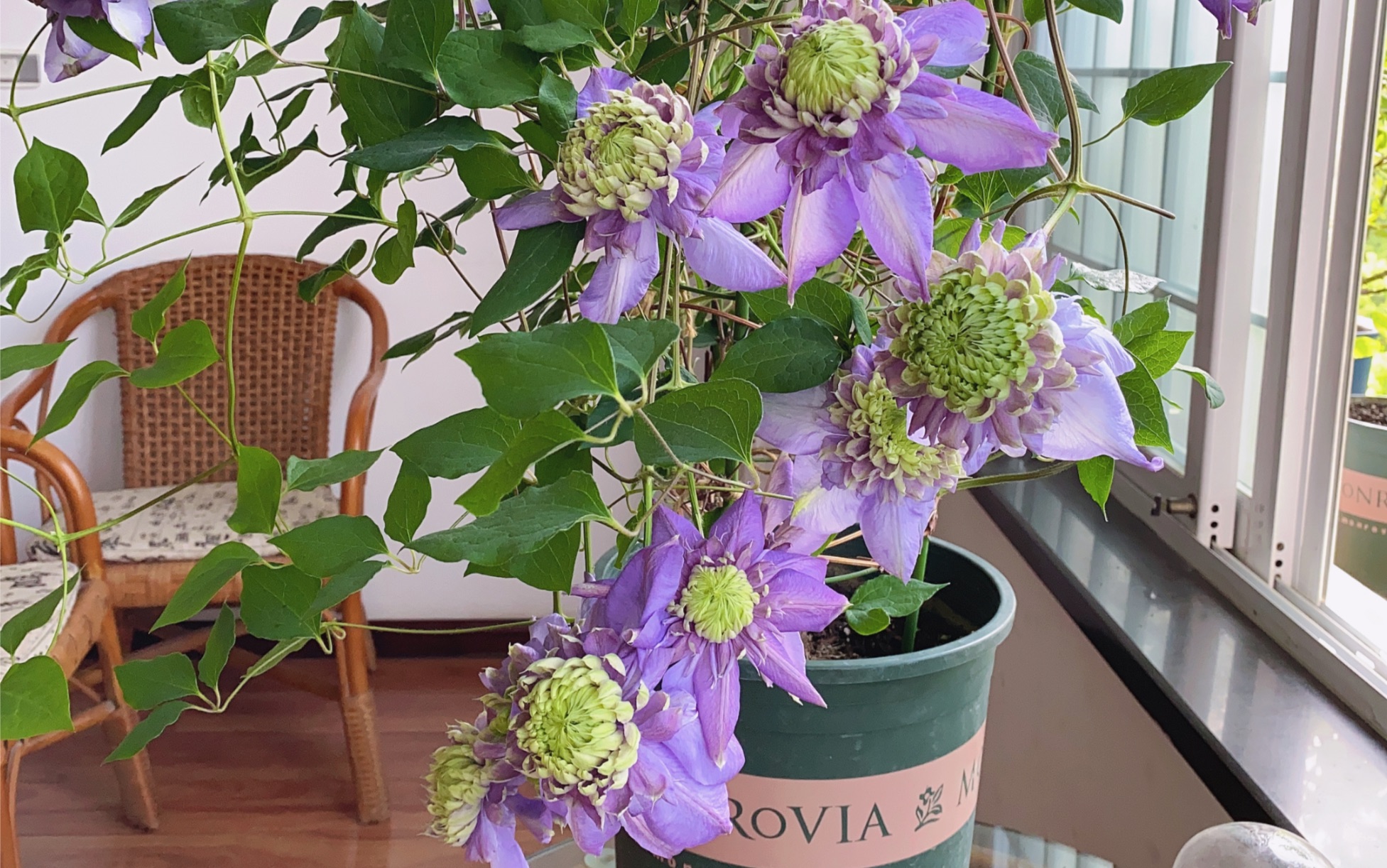 铁线莲蓝光_哔哩哔哩_bilibili