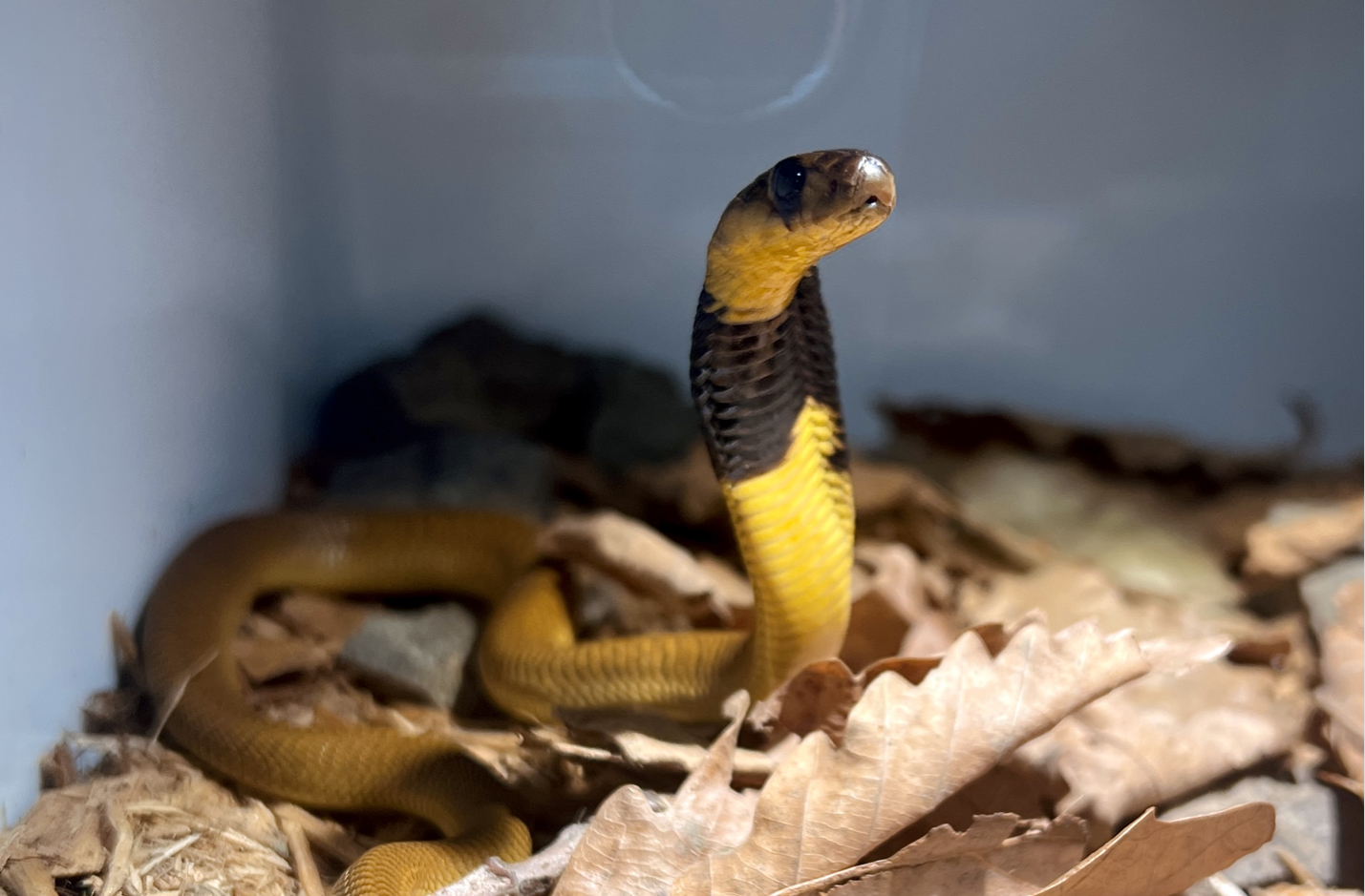 新宝宝到家 黄金眼镜蛇naja.nivea 开食记录