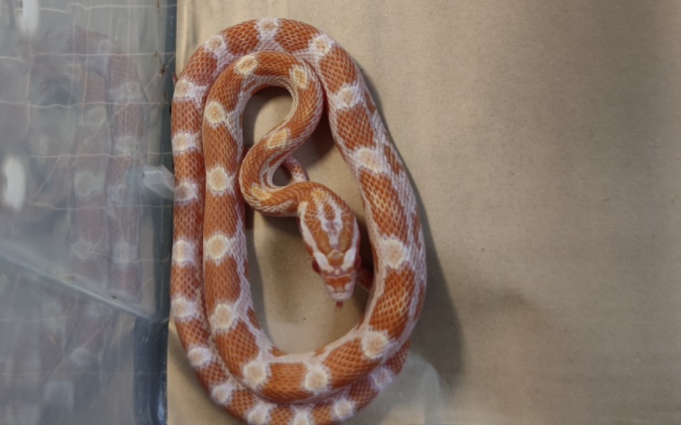 [玉米蛇]给蜕完皮的两条臭蛇喂食_哔哩哔哩 (゜-゜)つロ 干杯~-bili