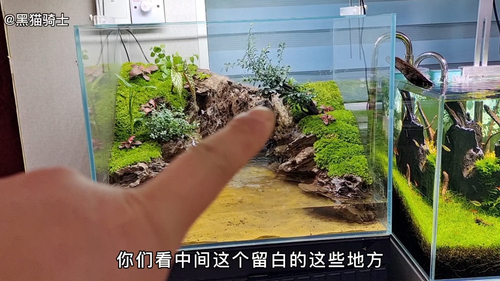 我的"懒人版,水陆景观!弹涂鱼缸#水陆缸#弹涂鱼#草缸造景