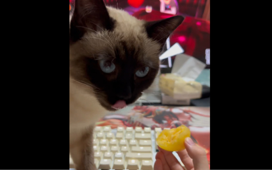 人参树下逻辑狗