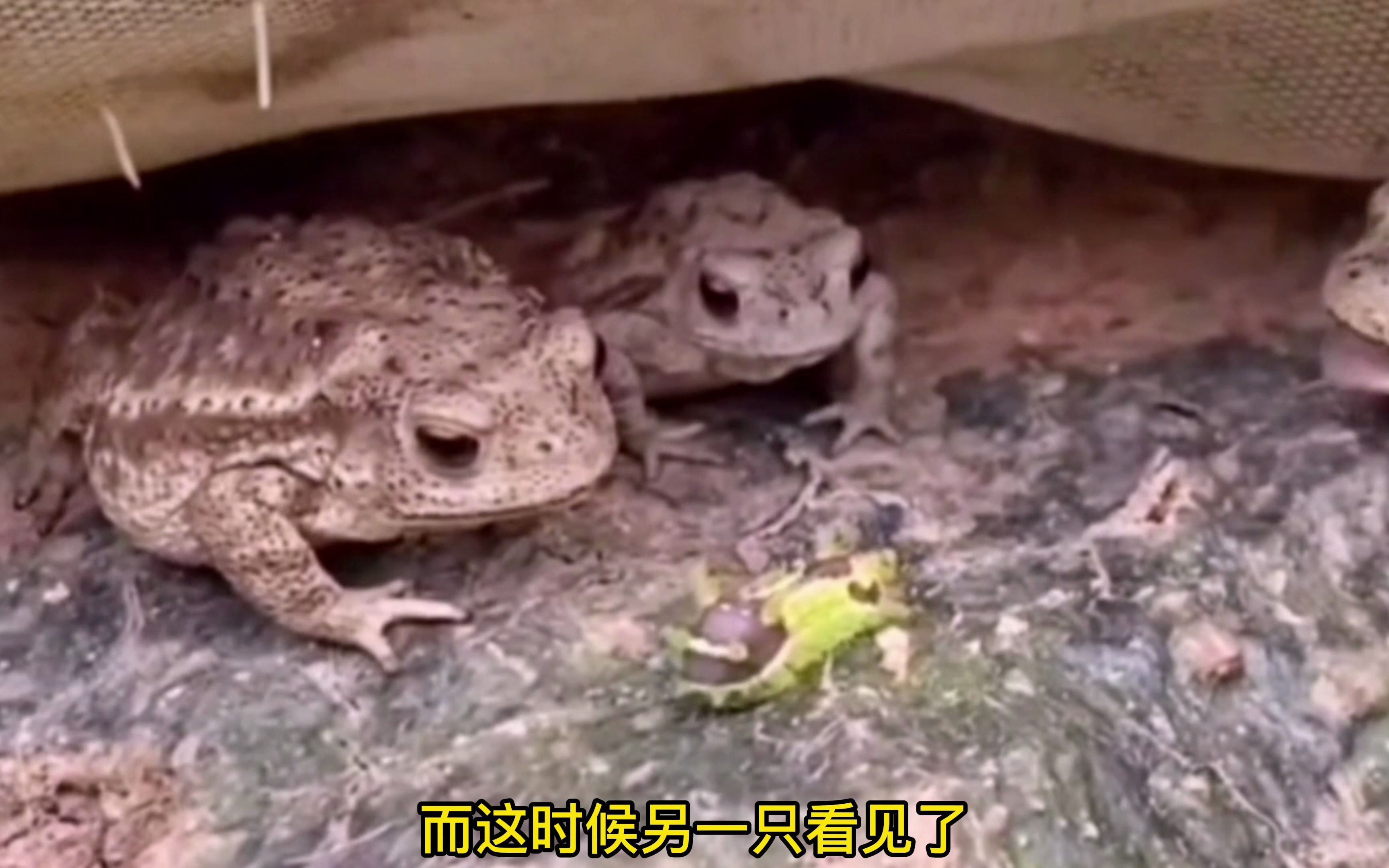 当人见人怕的洋辣子,遇到非洲牛蛙和癞蛤蟆,结局会怎样