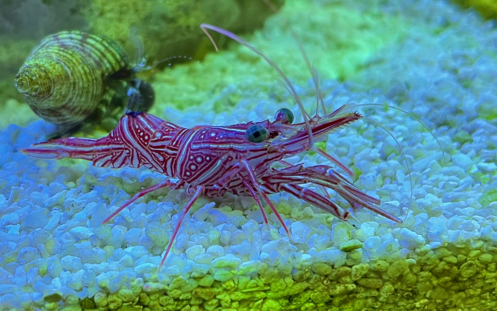 薄荷虾医生虾小虾缸海虾针不戳美滋滋