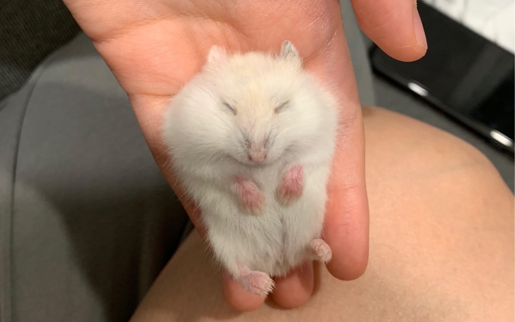 【仓鼠蛋白】睡觉中抽搐的蛋白小仓鼠