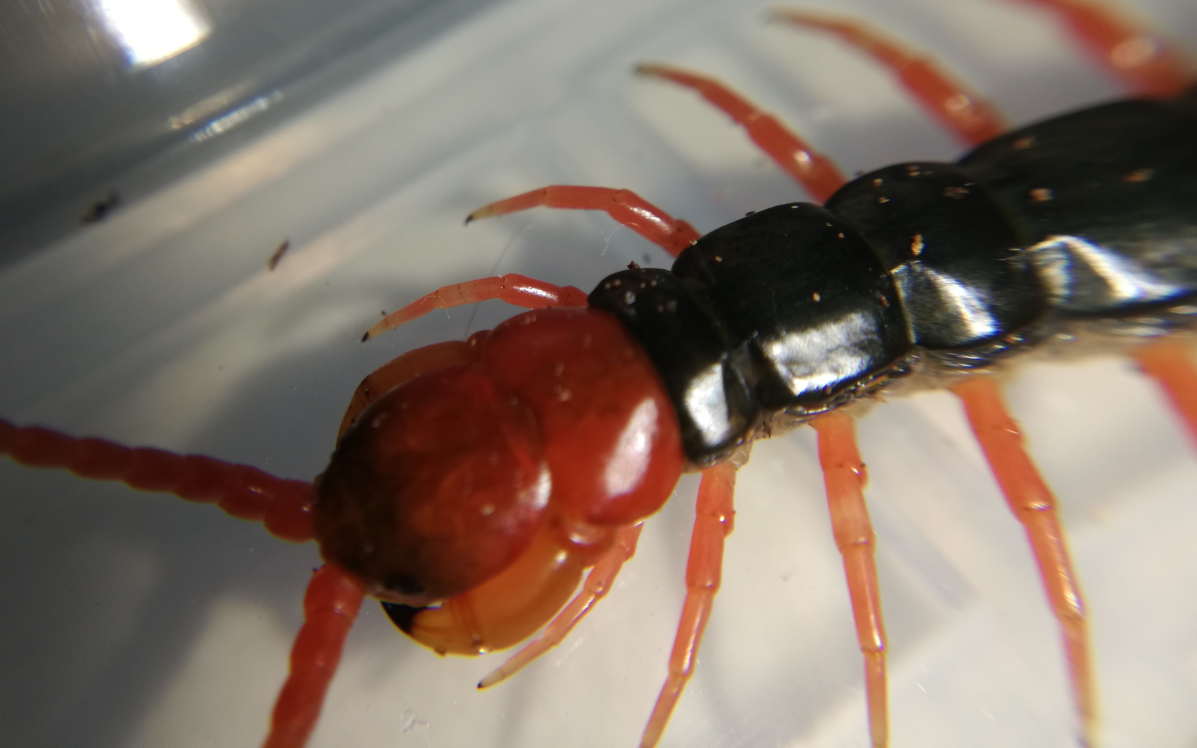 少棘蜈蚣,红色的,更国粹!_哔哩哔哩 (゜-゜)つロ 干杯~-bilibili