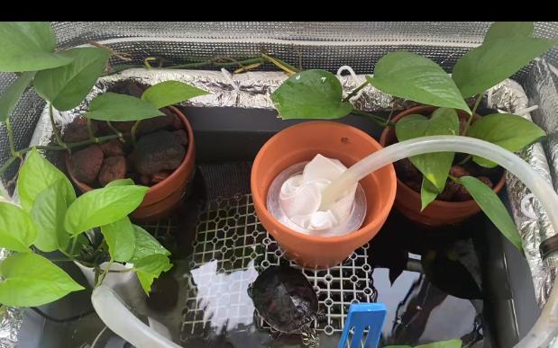 阳台周转箱养龟,绿萝长势旺盛