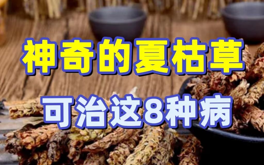 [图]给大家讲讲神奇的夏枯草