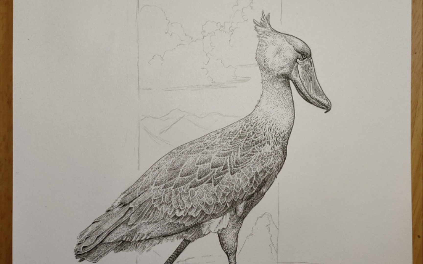 画一只鲸头鹳啊～(背景明天再画了,手指都变形了)