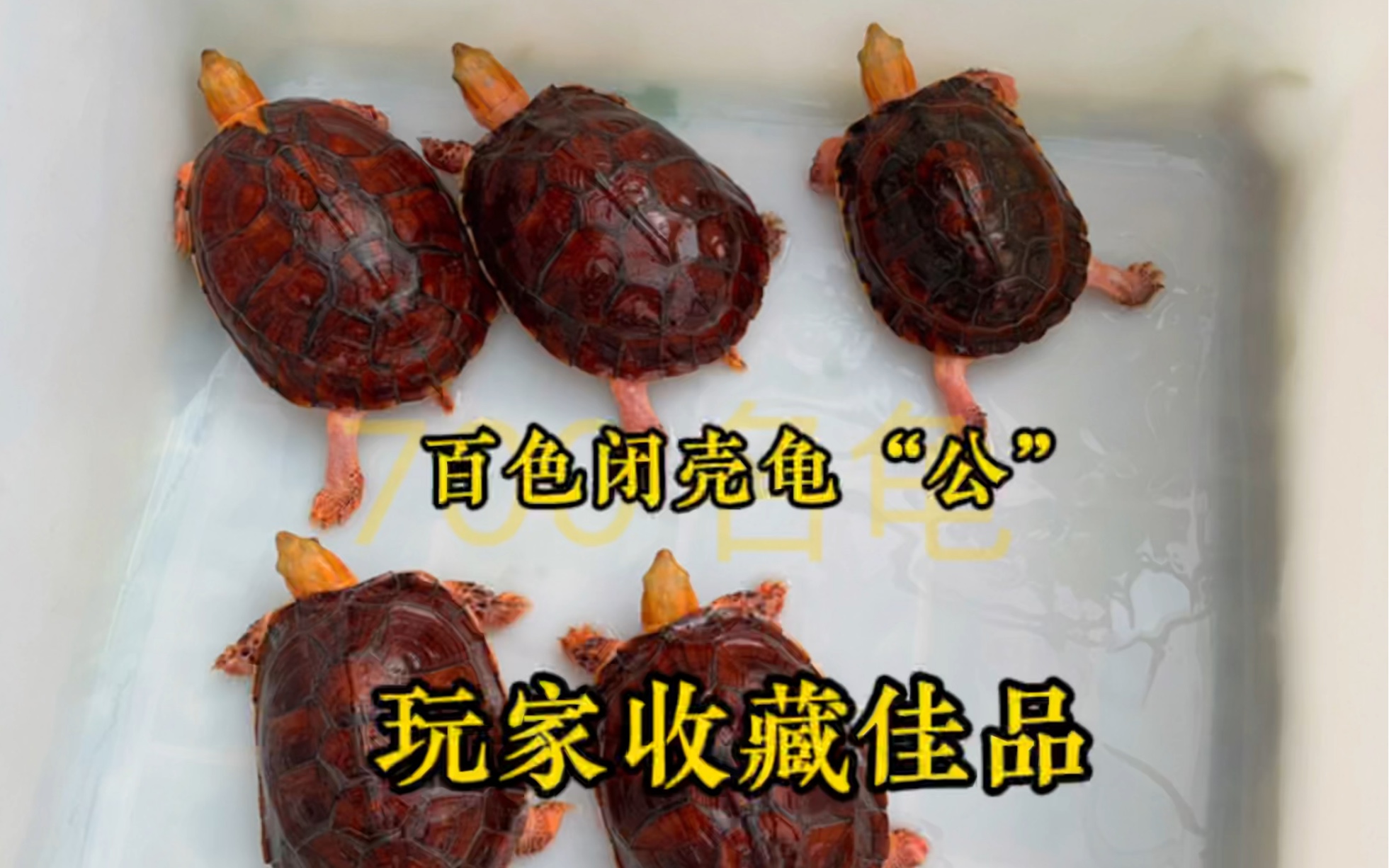 百色闭壳龟"公"收藏价值极高.我国特有的龟类#百色闭壳龟