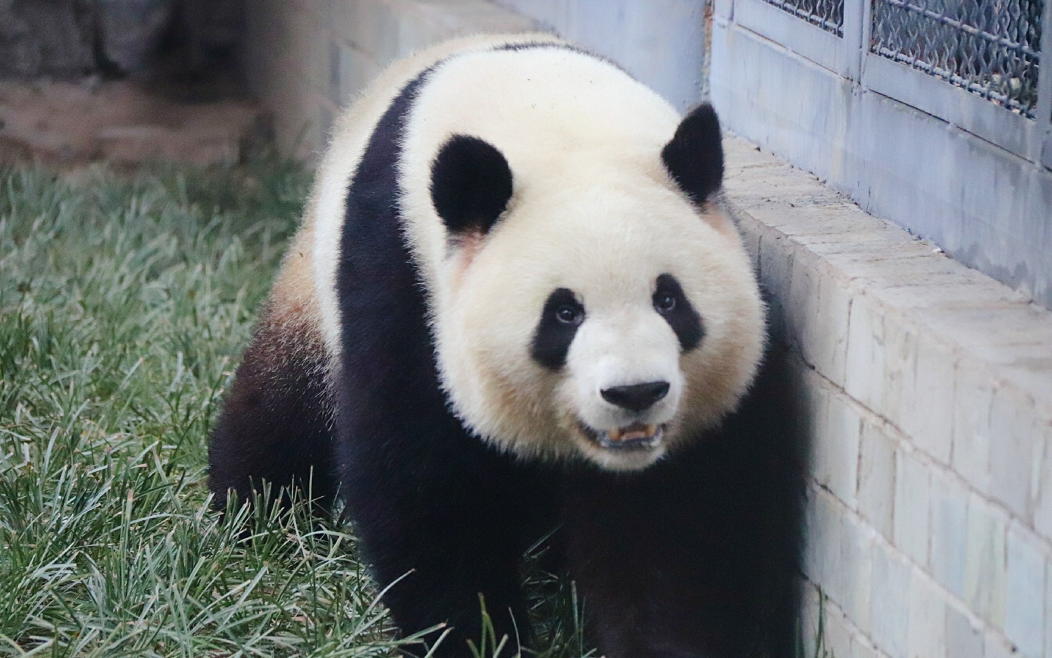 大熊猫萌兰一只小胖墩吨吨吨的向你跑来