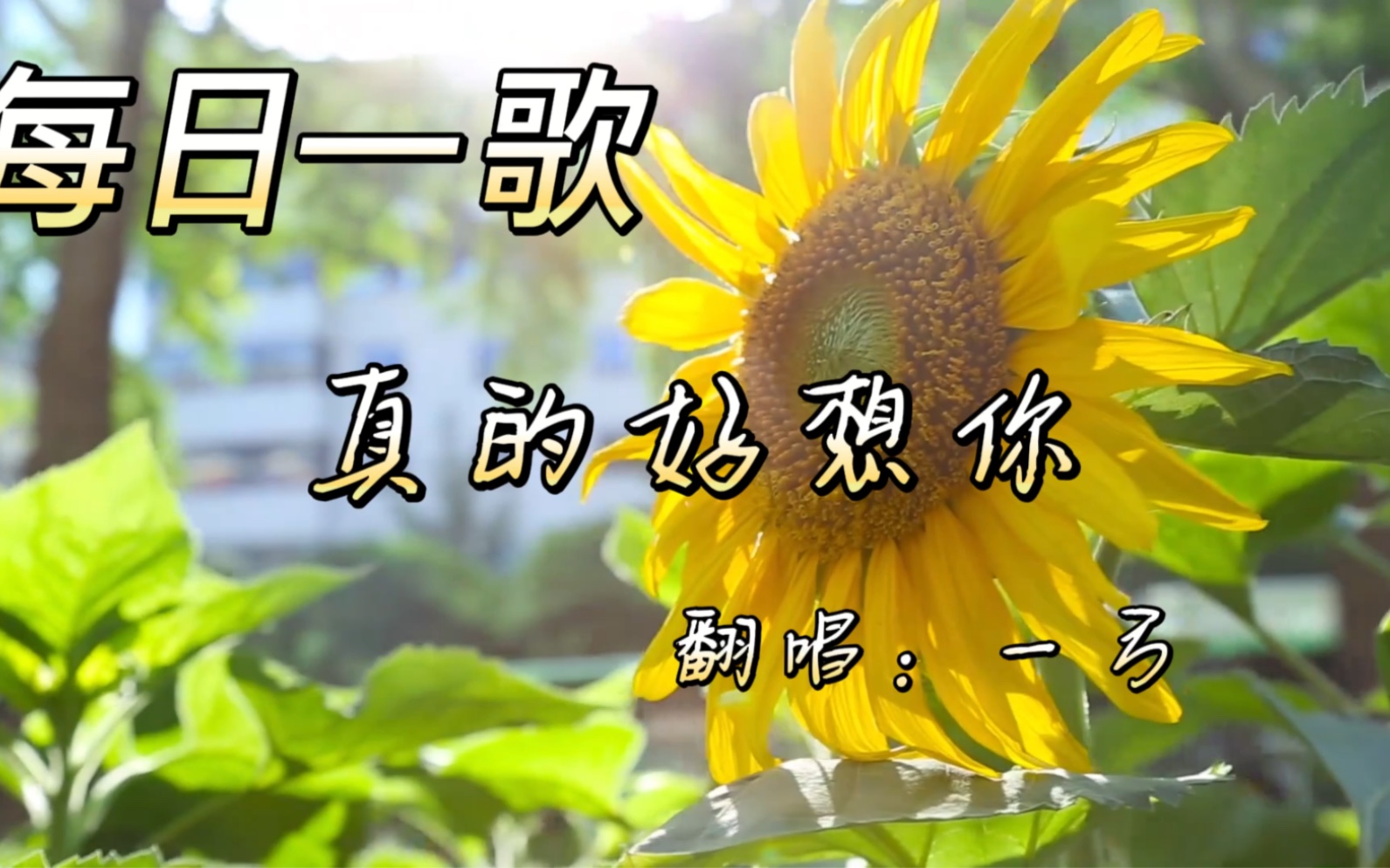 每日一歌 真的好想你