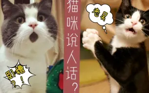 Video herunterladen: 猫咪开口说人话，这是成精啦！中文十级的猫咪，你敢挑战吗？