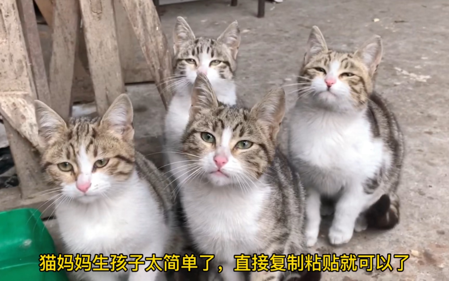 猫妈妈生孩子太简单了,直接复制粘贴就可以了哔哩哔哩bilibili