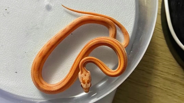 红直玉米蛇,颜色有点橙 挺好看的 有意私聊_哔哩哔哩_bilibili