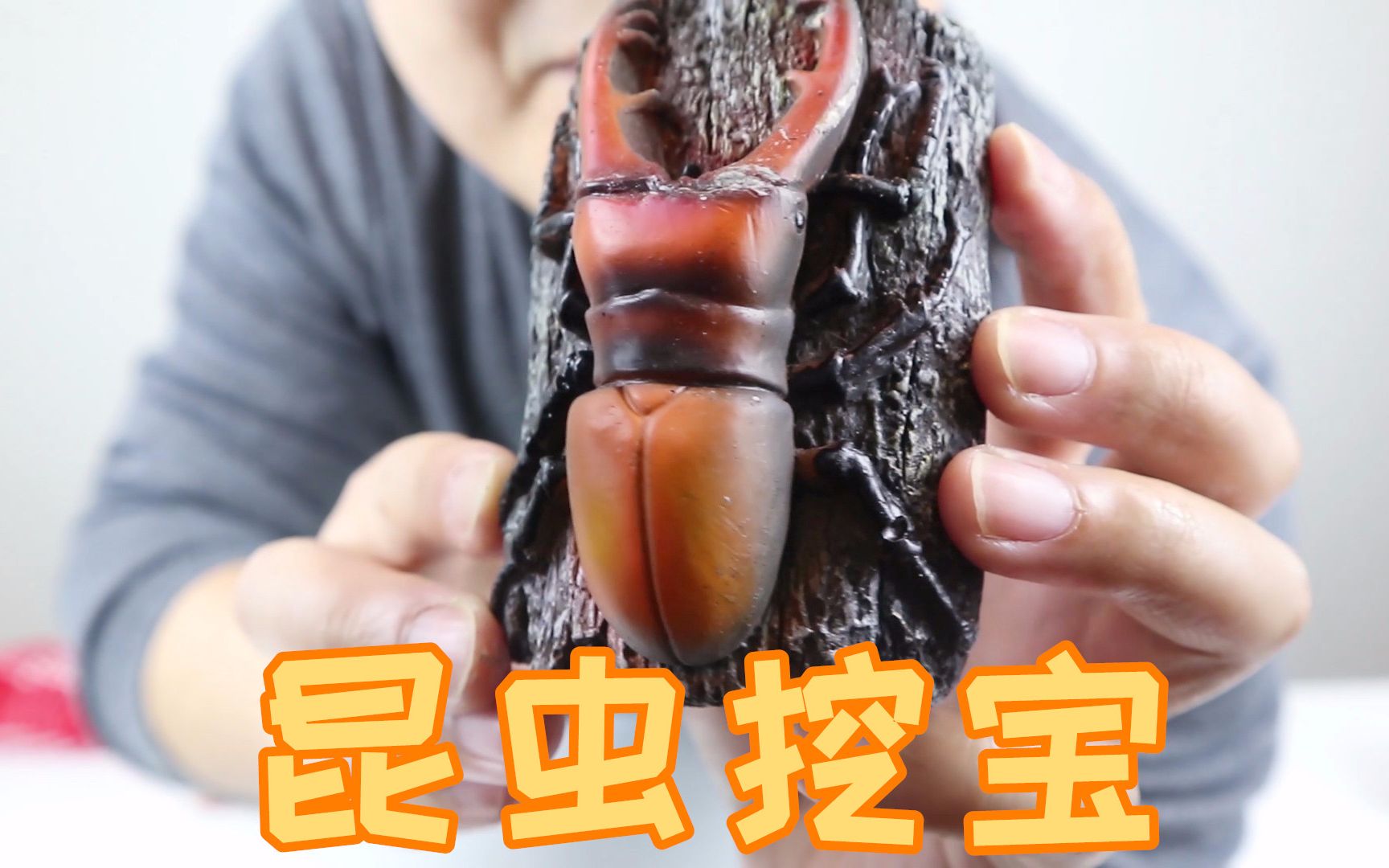 109元豪华"昆虫标本挖宝",挖到三个,这七星瓢虫的标本也太美了