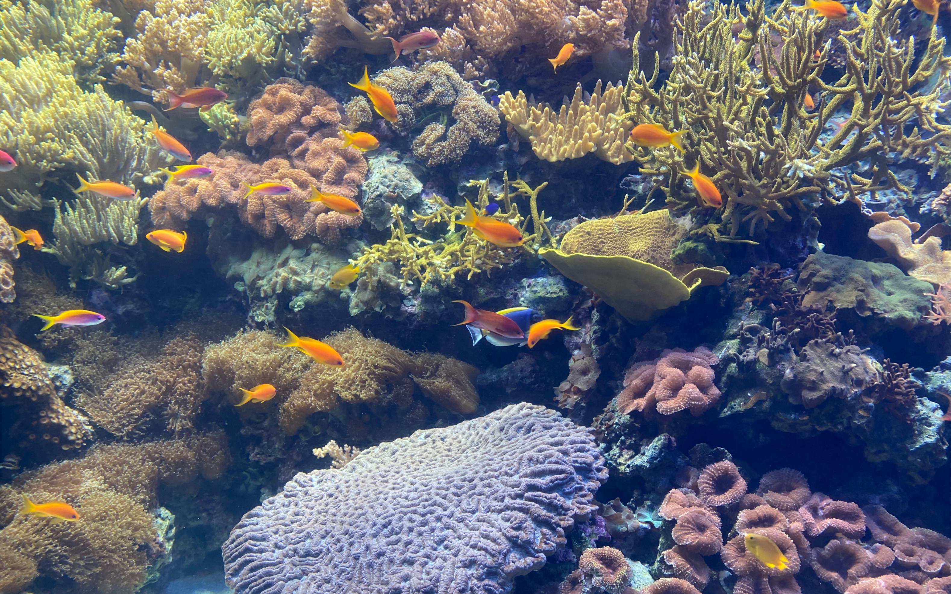 葡萄牙|里斯本海洋馆,遇见憨憨的海濑,爱划水的企鹅,各种颜色的蛙君