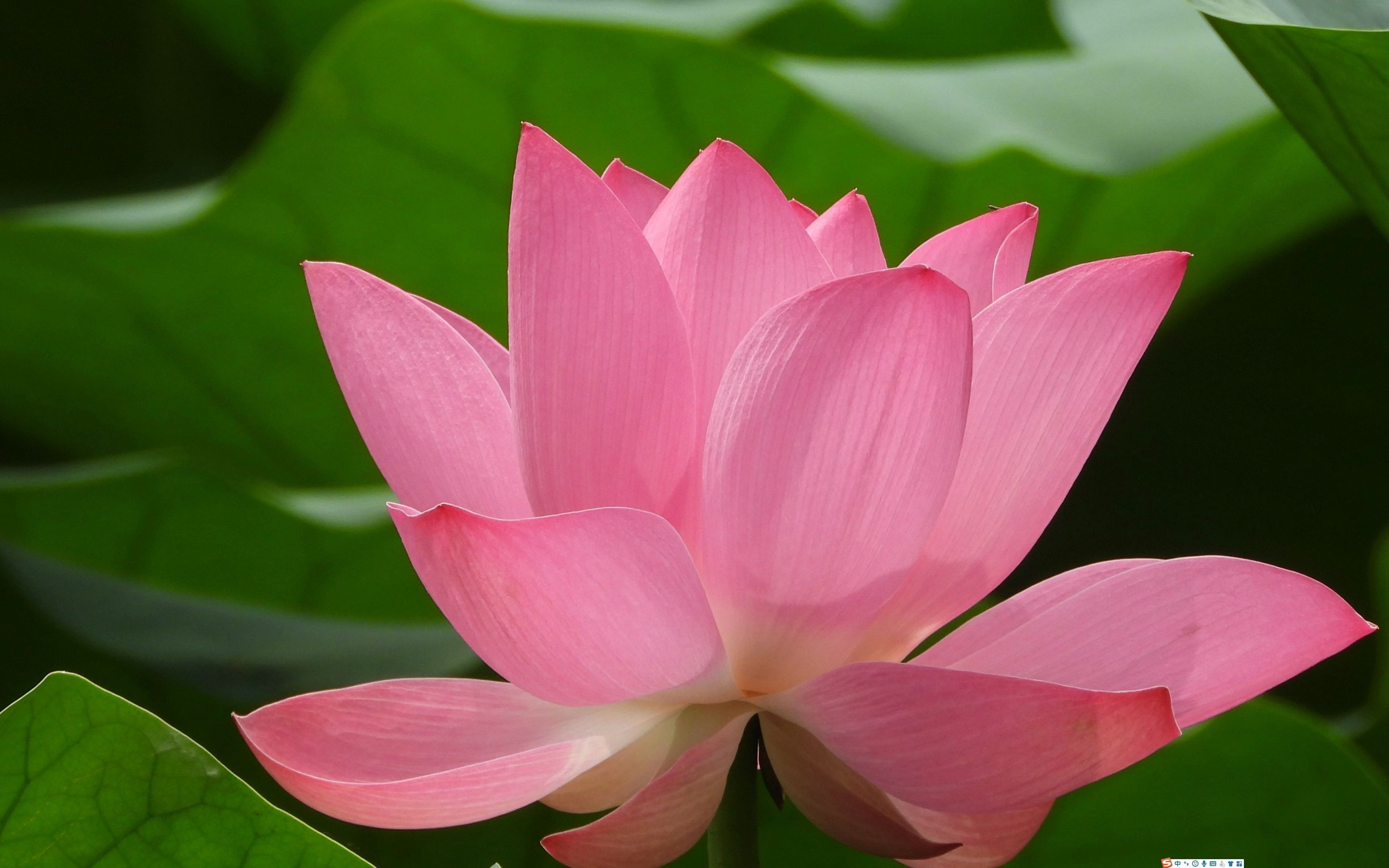 2021年8月11日圆明园赏荷