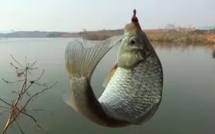 Скачать видео: 水库里面钓鱼忙，气温回升鱼靠边，鲫鱼一条更比一条大