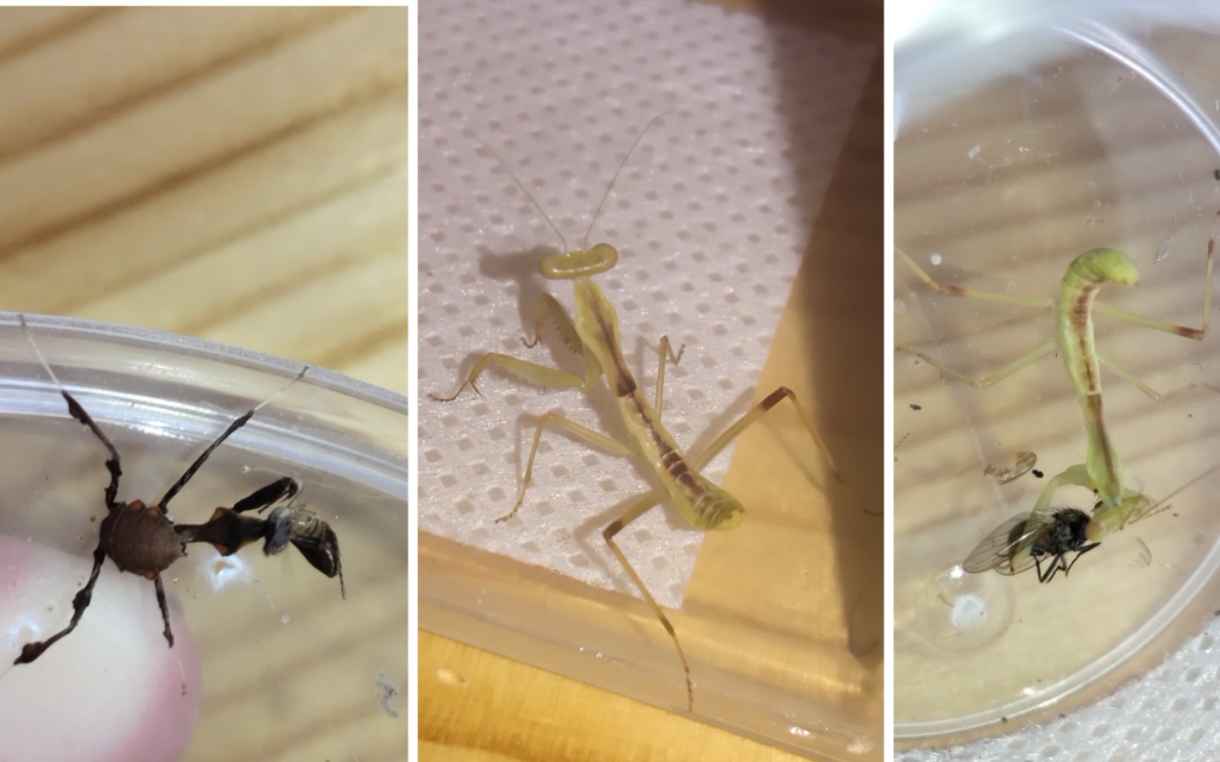 【开箱】克氏盾,澳宽以及幽灵螳_哔哩哔哩_bilibili