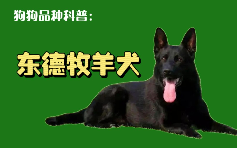 东德牧羊犬有哪些品种?(片尾萌量超标!!)东德能在城市养吗?哔哩哔哩bilibili