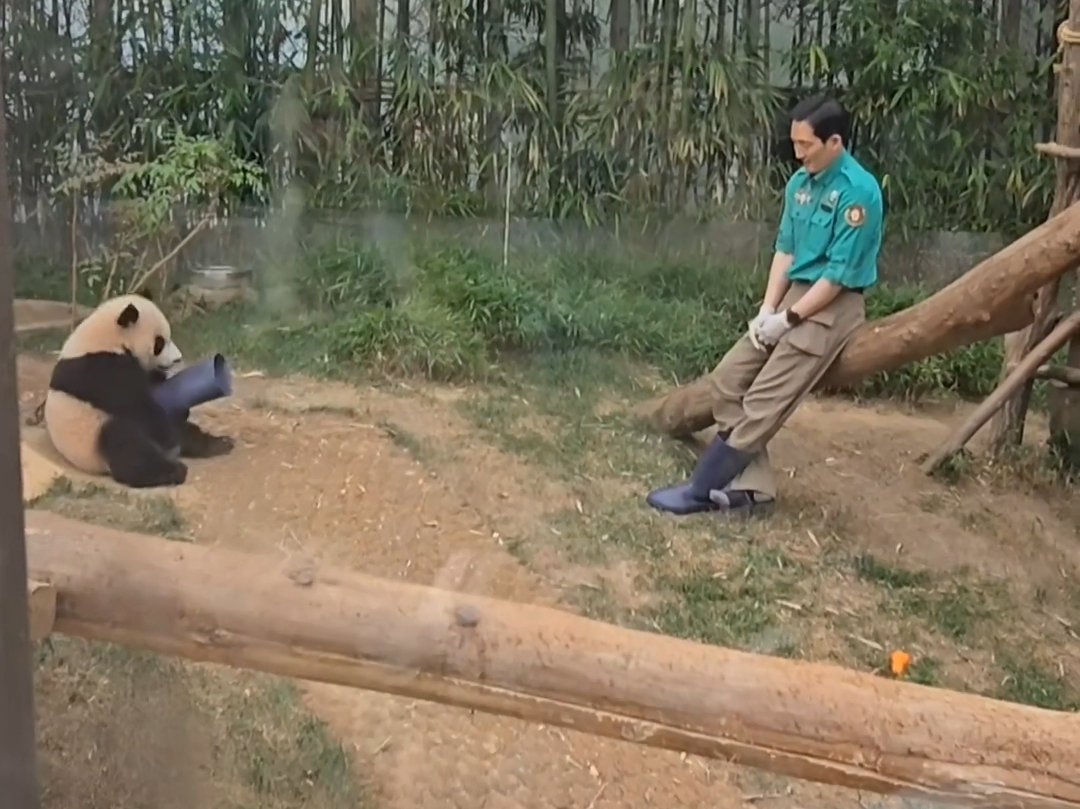 辉宝对爷爷的雨靴是真爱呀,抱着雨靴开心的翻滚,害得爷爷只能单脚跳去