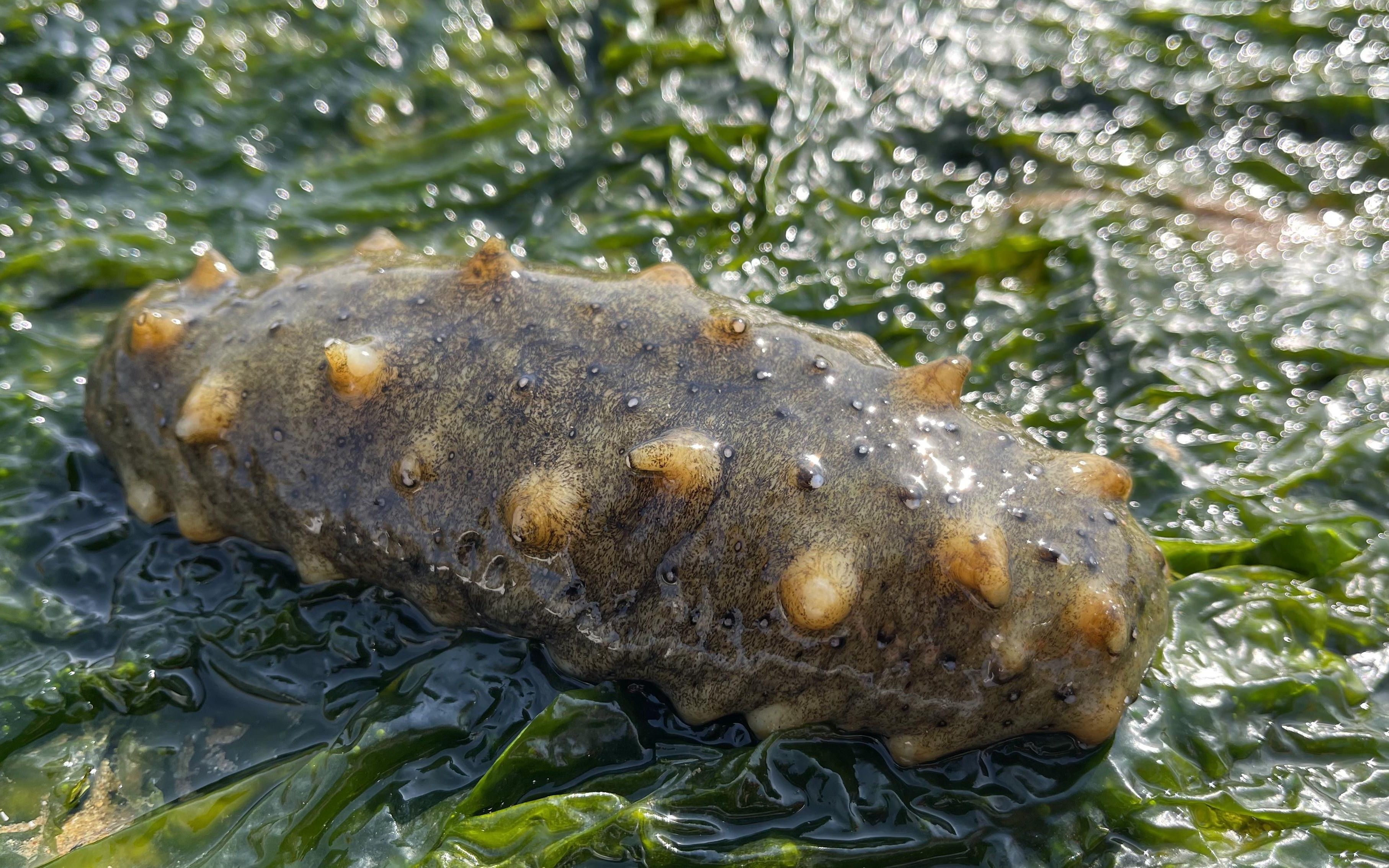 退潮后的海边大洋赶海发现好多毛蛤蜊晒太阳养殖场流出大海参