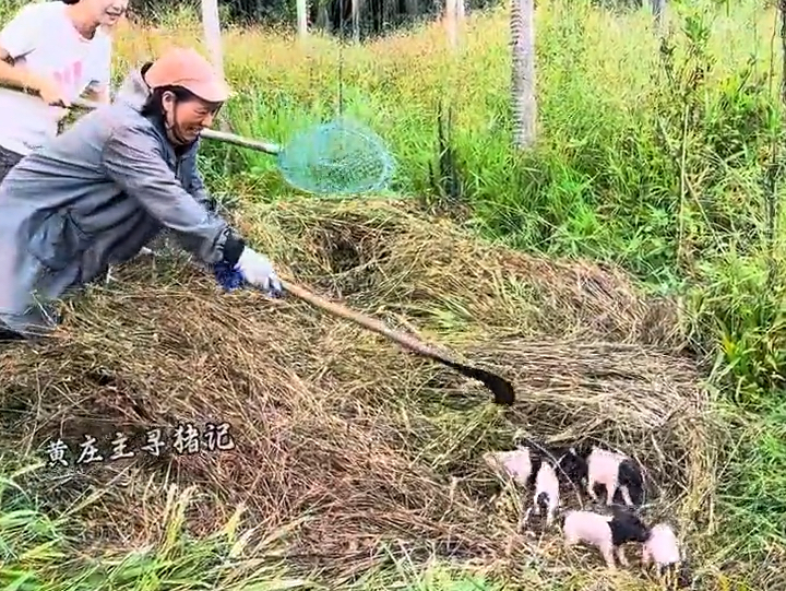 #乡村守护人 大山里的跑山猪农场种养殖结合的农家土猪农村人丰收的喜悦!猪妈妈有灵性乖乖的跟着回家了#跑山猪#农村创业养殖哔哩哔哩bilibili