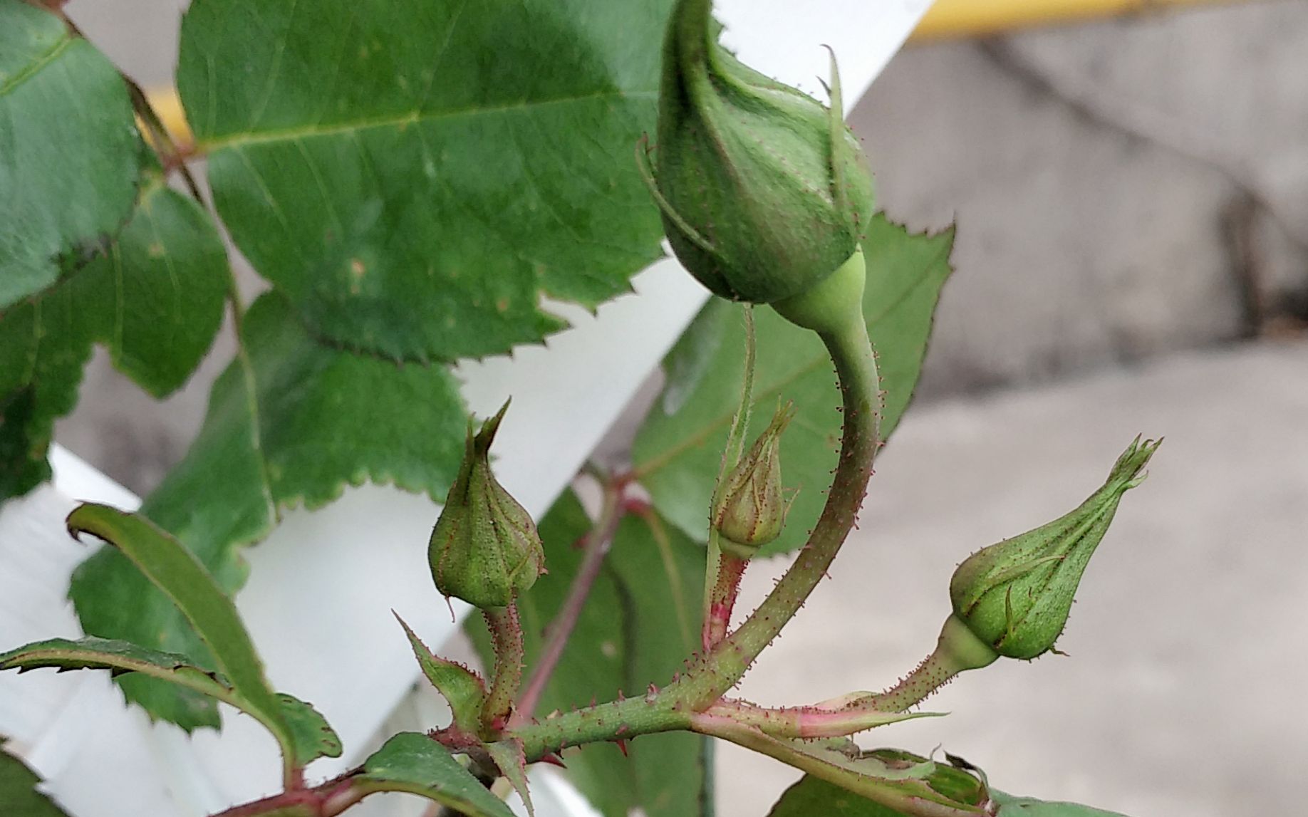 月季花花苞顯現施肥方面別疏忽花開滿枝根系壯