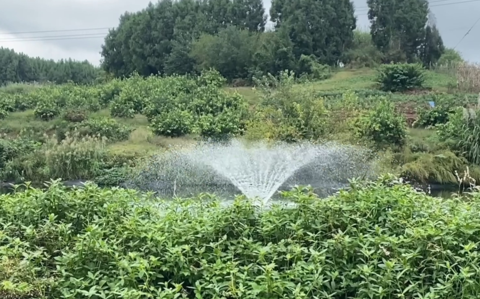 [图]秋来桂花落了满地