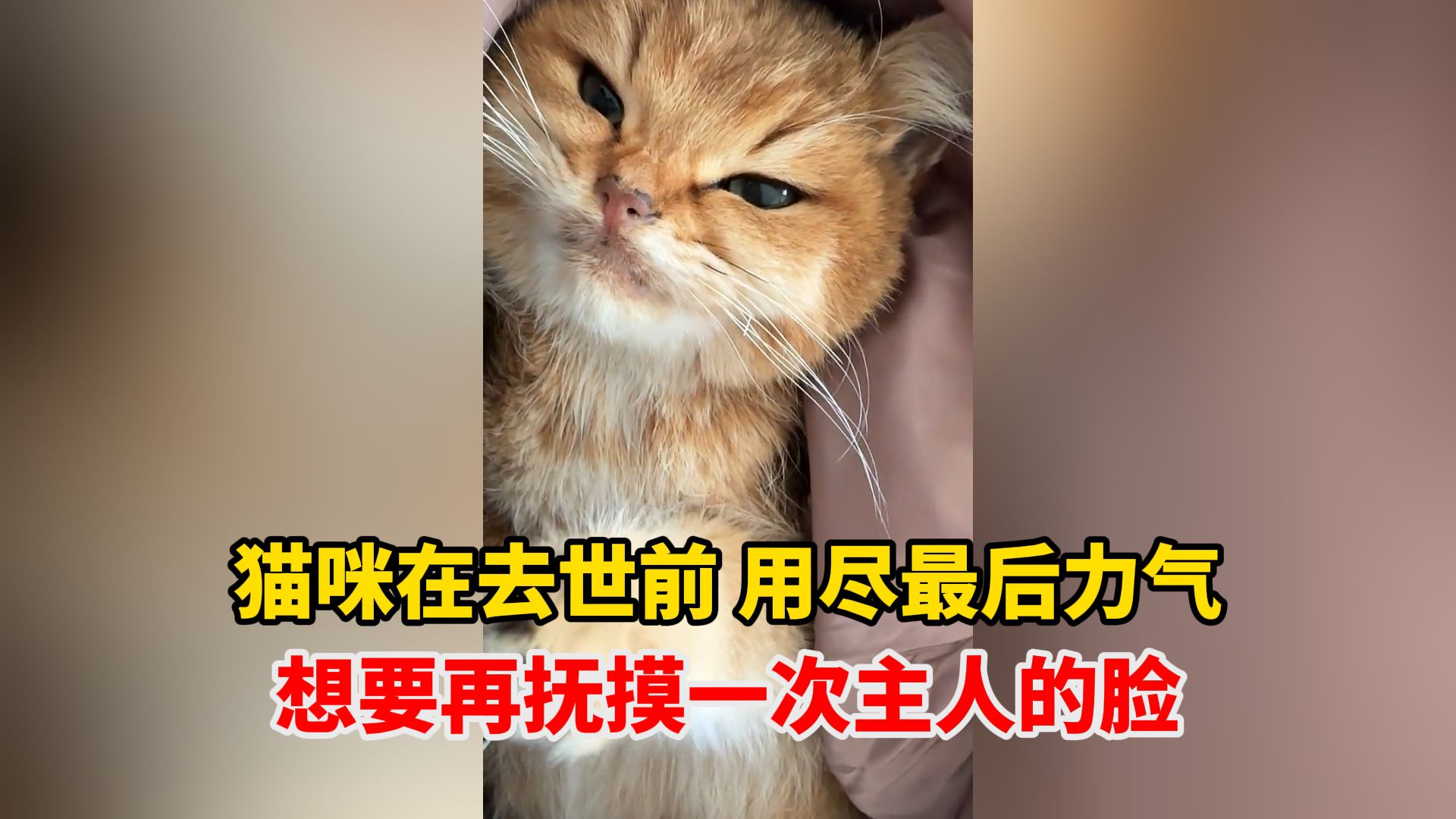 猫咪在去世前 用尽全身力气,想要最后抚摸一次主人的脸,网友:它想告诉你,它很爱你哔哩哔哩bilibili