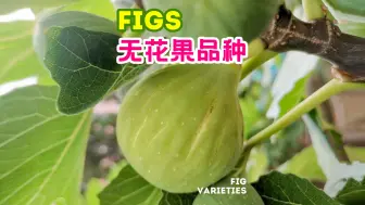 Video herunterladen: 青皮无花果芽变品种-紫宝:青紫-紫黛-锦青:青花