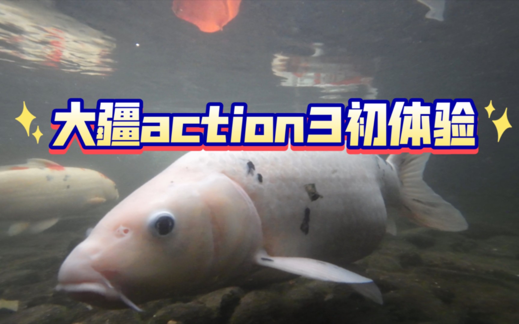 大疆action3初体验第一次下水太有趣!哔哩哔哩bilibili