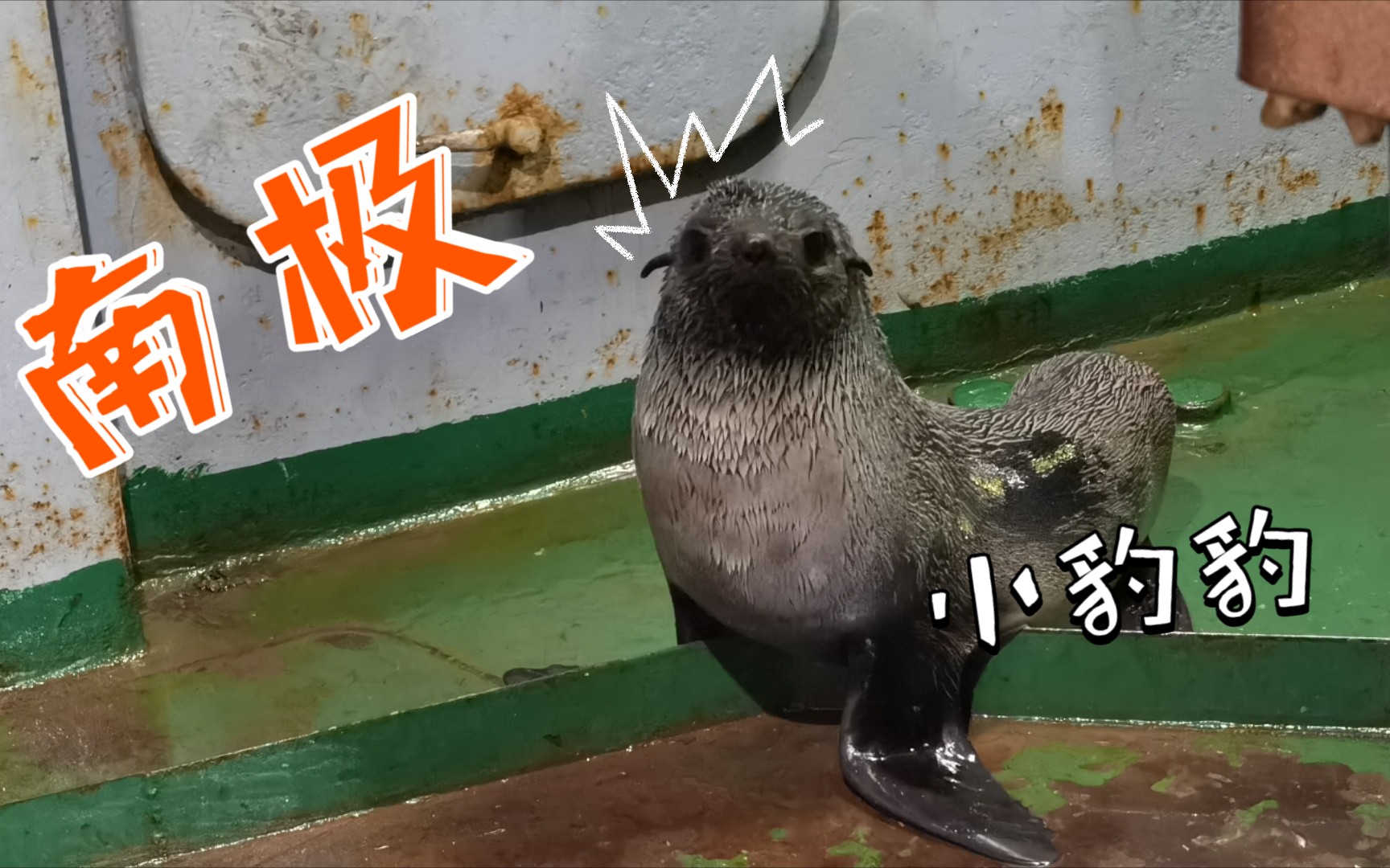 我们一起来看南极豹豹吧(非科考性拍摄)