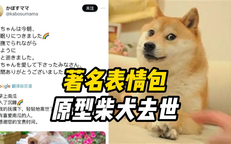 著名表情包Doge的原型柴犬去世,生前患有白血病和肝病哔哩哔哩bilibili