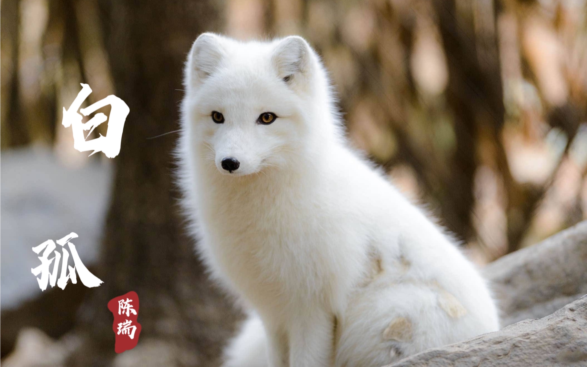 陈瑞当年凭借一首《白狐》走红,歌声淒美忧伤,听哭了多少人!