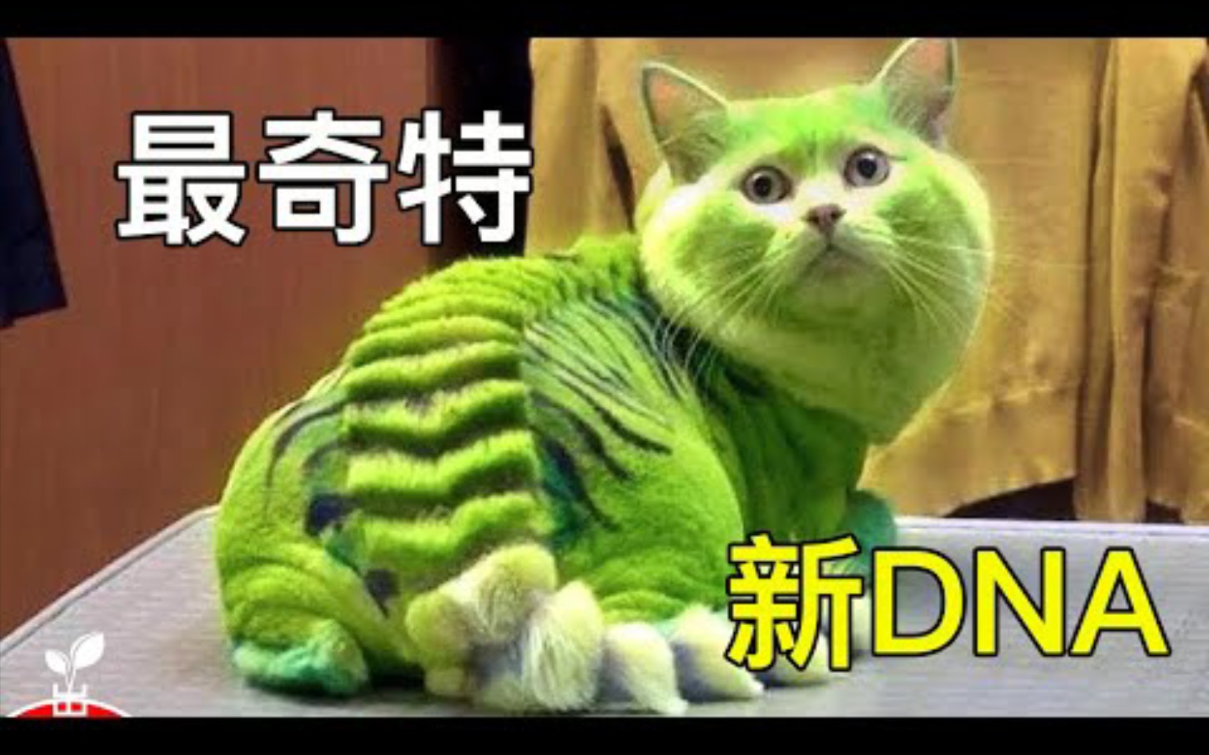 你绝对没见过的宠物猫|世界上最奇特的猫咪| 孔雀猫|三头猫 |哔哩哔哩bilibili