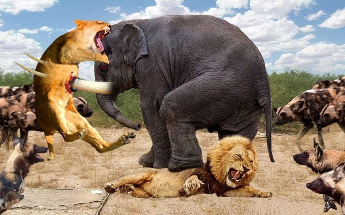愤怒的大象妈妈杀死狮子,为她的小牛报仇,野狗等着吃母狮