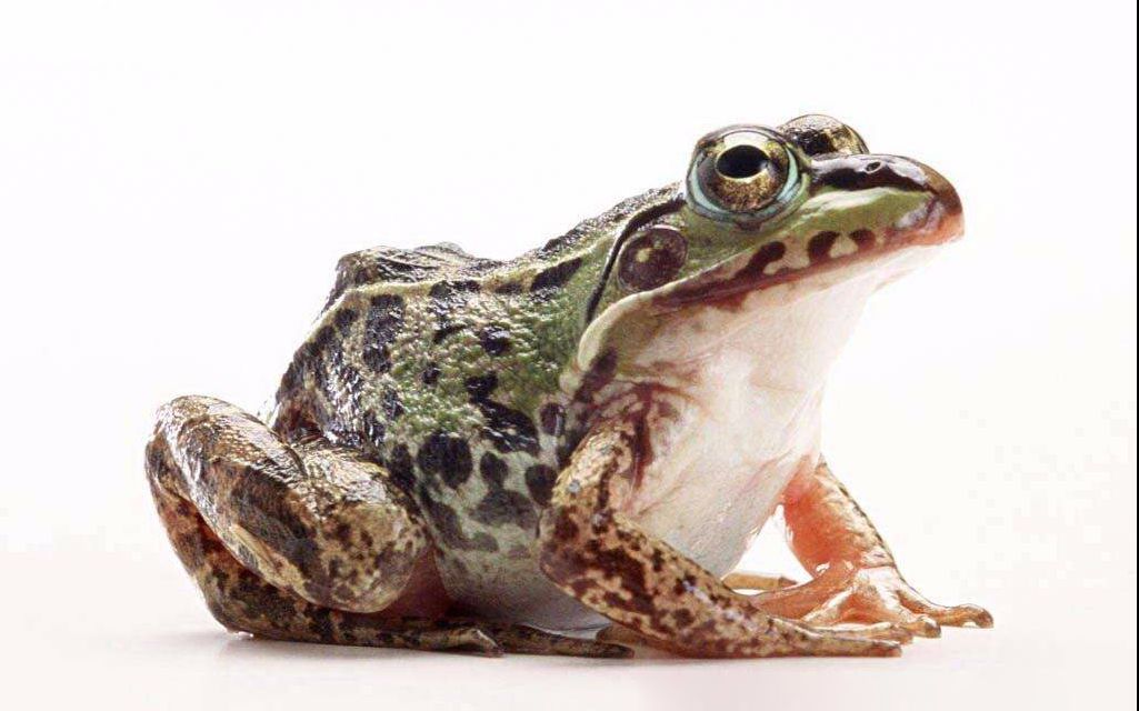 牛蛙被杀前开口喊妈