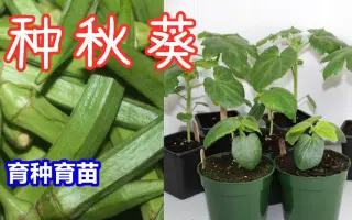 羊角豆 搜索结果 哔哩哔哩 Bilibili