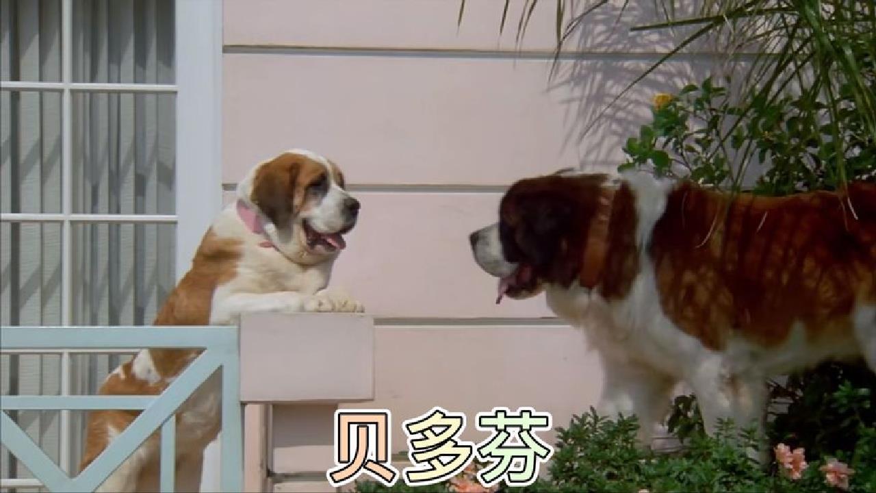 温情暖心经典老电影讲解:深情圣伯纳犬的浪漫爱情史