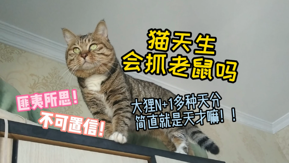 猫天生会抓老鼠吗?这些本领太神了!哔哩哔哩bilibili