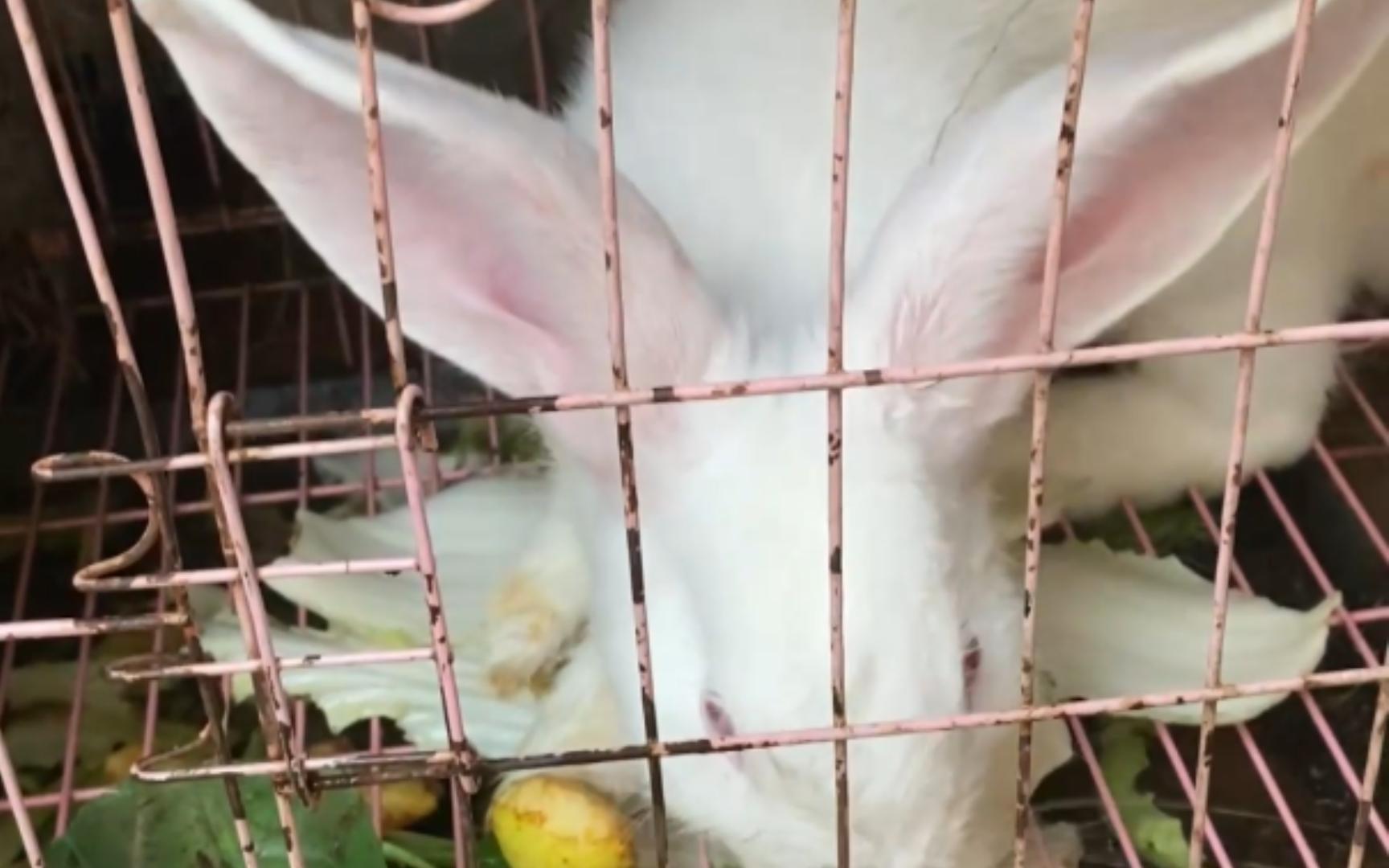 超市后门养了只长耳朵兔子,撸起来雀食阔爱