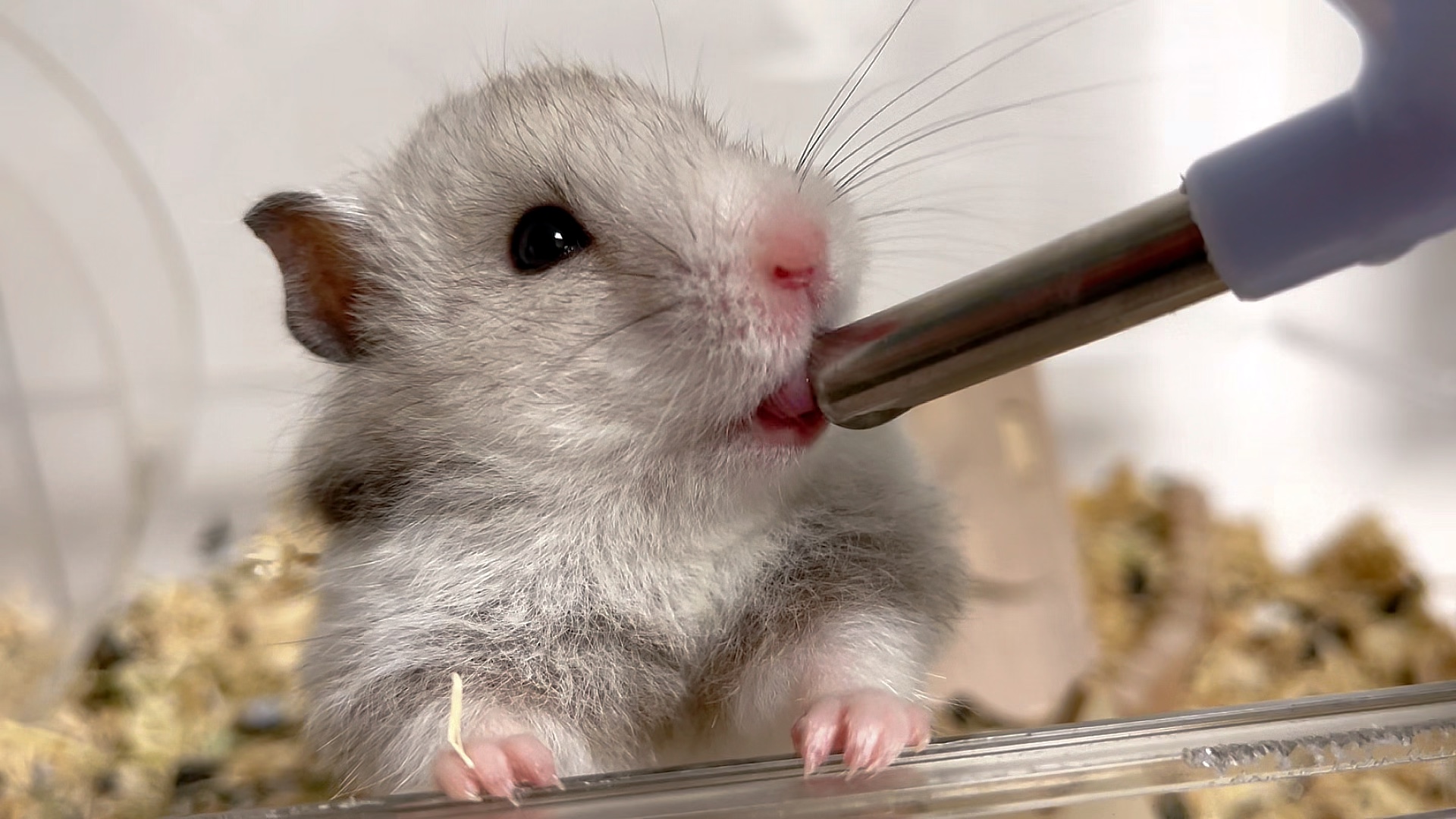 仓鼠我喝水声音好听吗沉浸式声控云养