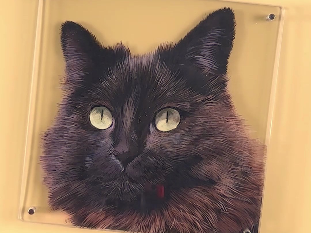据说,拥有金色眼睛的猫伯爵会在夜晚出没,吃掉落单之人的孤单