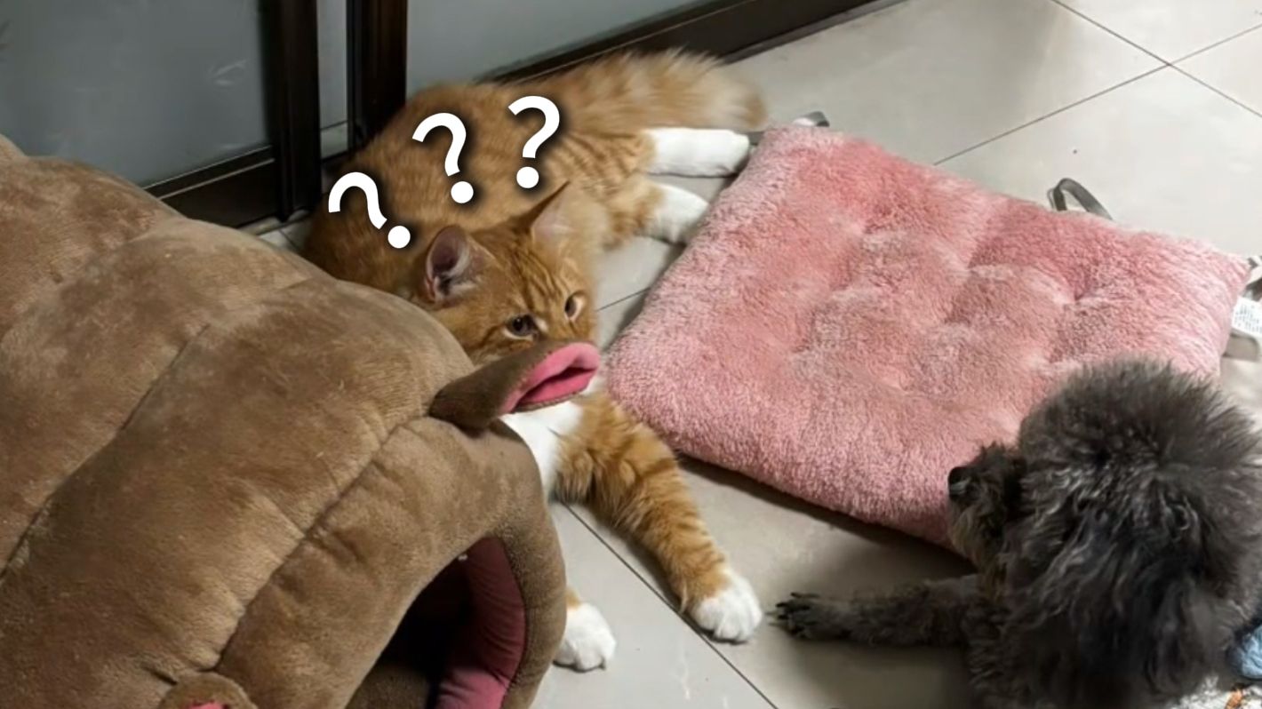 《动物迷惑行为大赏281》