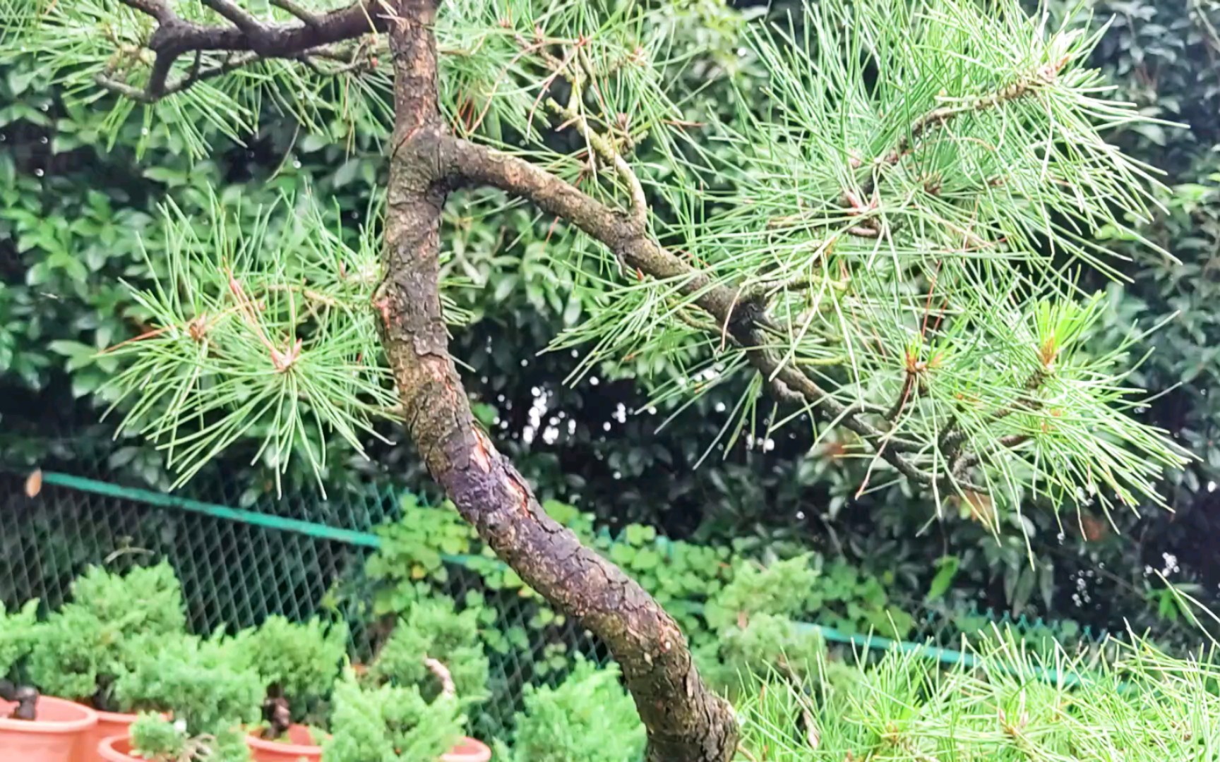 黑松文人造型盆景树:短针阶段