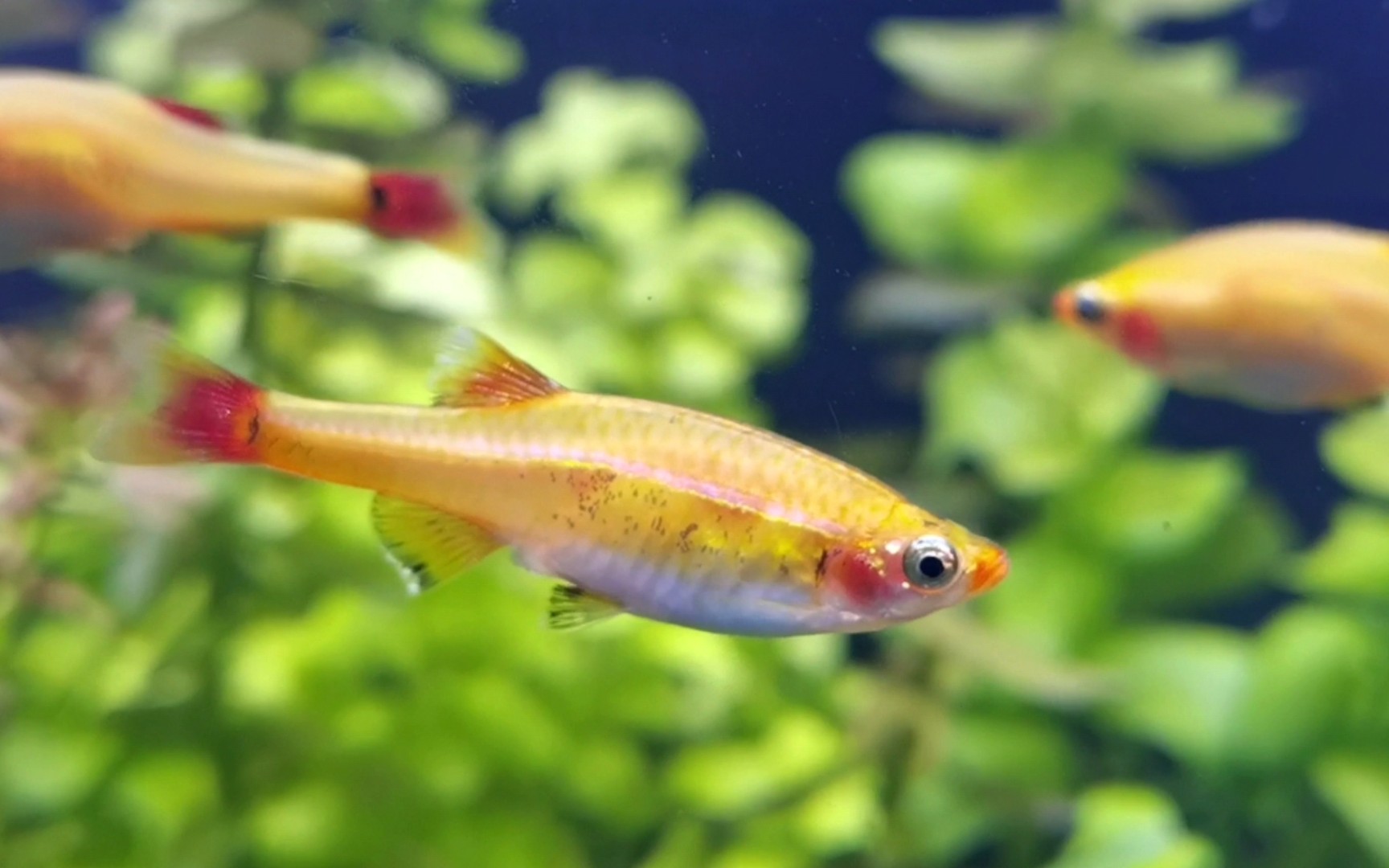 黄化白云金丝 | 慢速欣赏 | 无滤镜