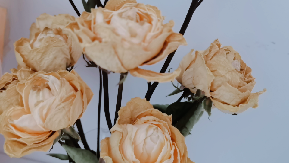 香槟玫瑰的干花完成啦来看看成果吧