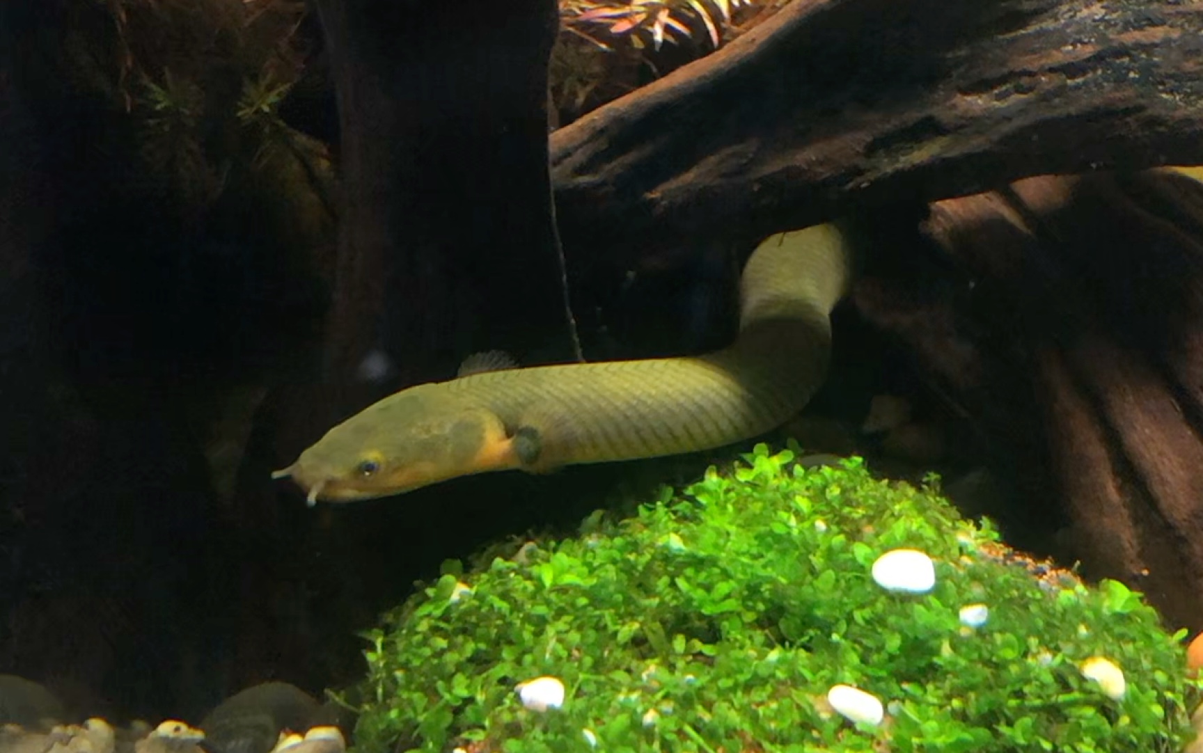 捕获一条小青龙